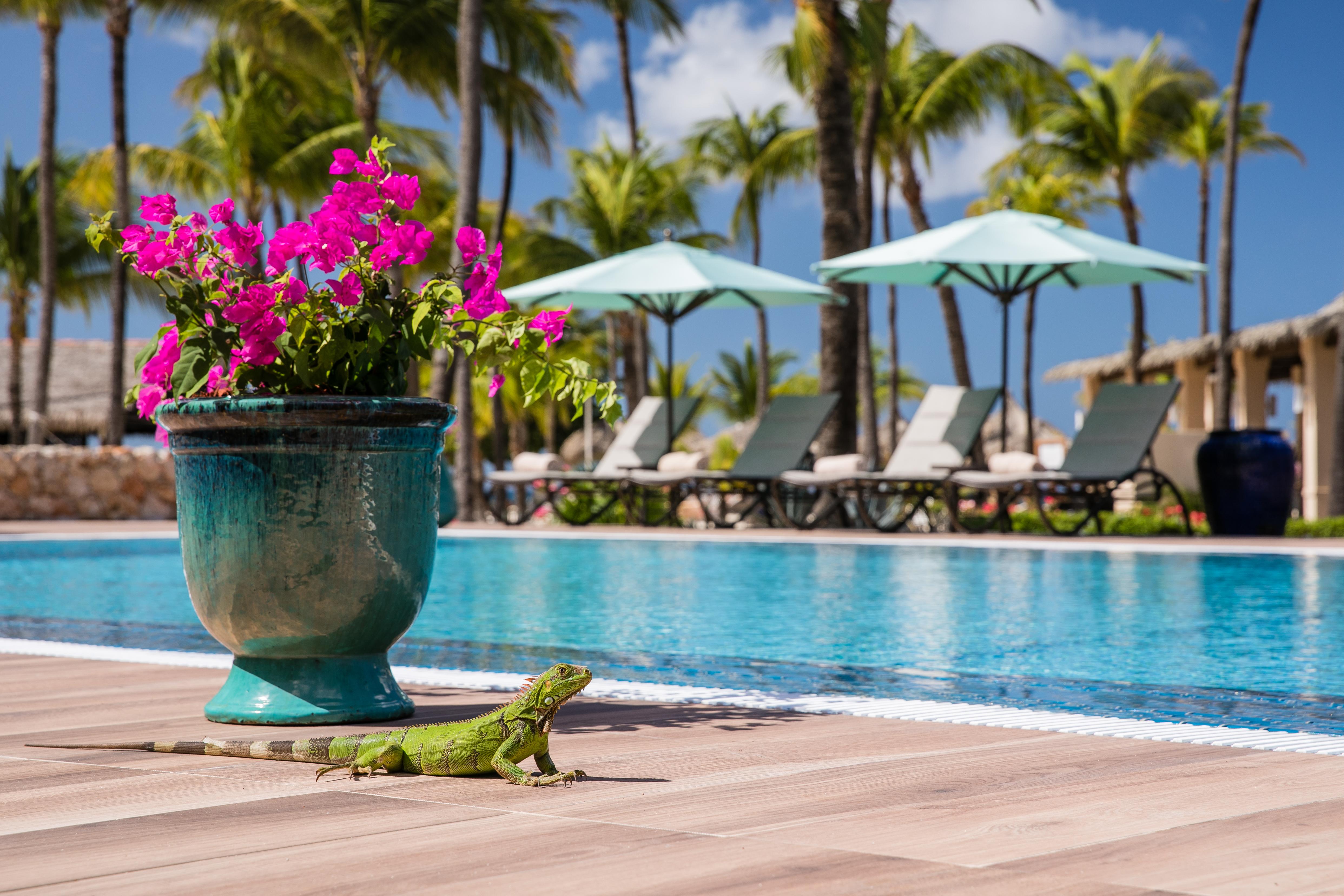 Manchebo Beach Resort And Spa Palm Beach Esterno foto
